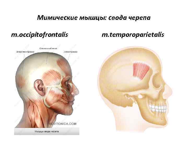 Мимические мышцы: свода черепа m. occipitofrontalis m. temporoparietalis 