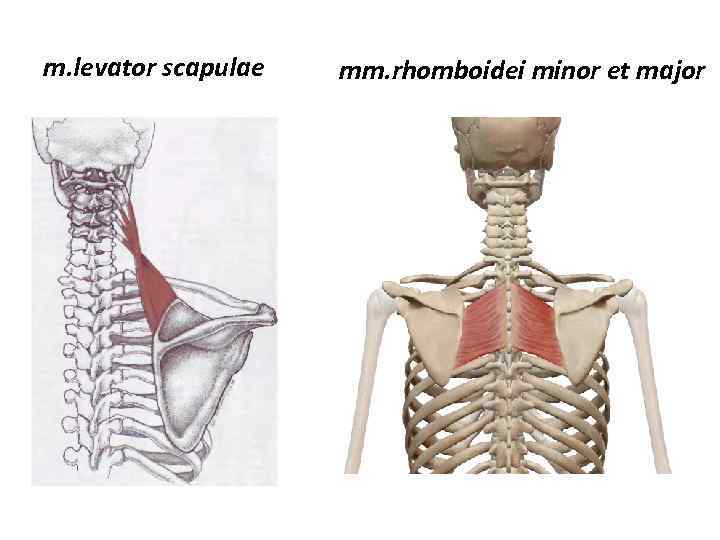 m. levator scapulae mm. rhomboidei minor et major 