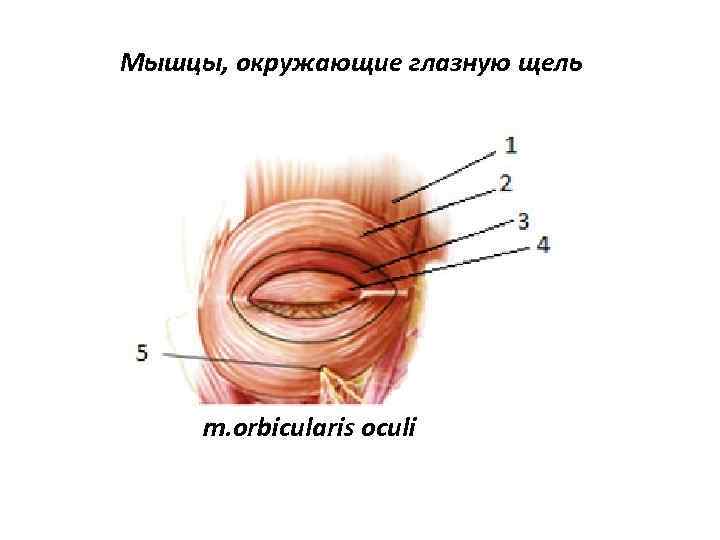 Мышцы, окружающие глазную щель m. orbicularis oculi 