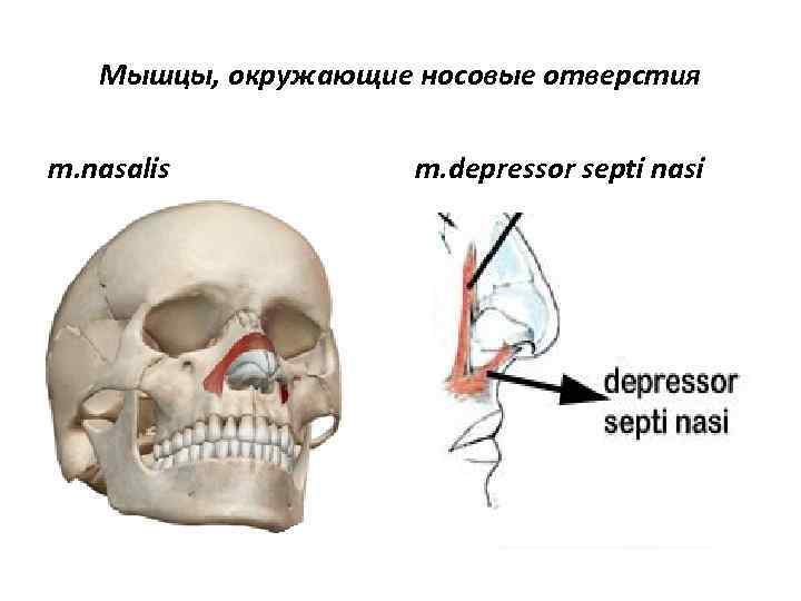 Мышцы, окружающие носовые отверстия m. nasalis m. depressor septi nasi 