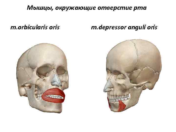 Мышцы, окружающие отверстие рта m. orbicularis oris m. depressor anguli oris 