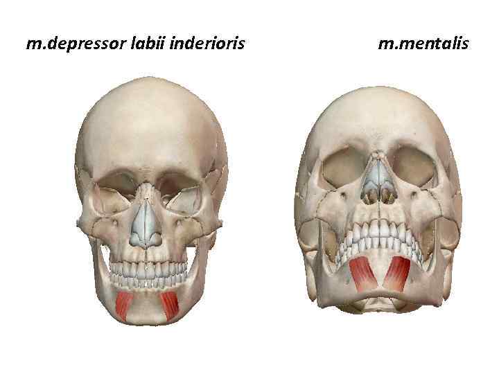 m. depressor labii inderioris m. mentalis 