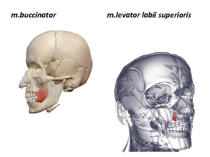 m. buccinator m. levator labii superioris 