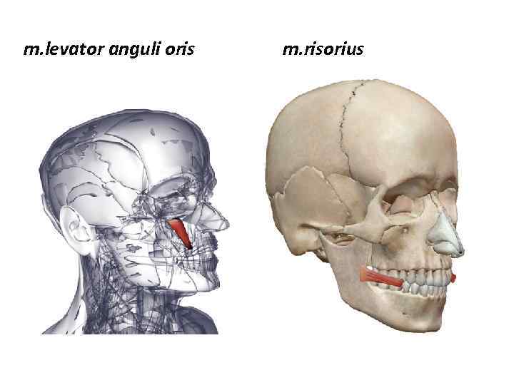 m. levator anguli oris m. risorius 