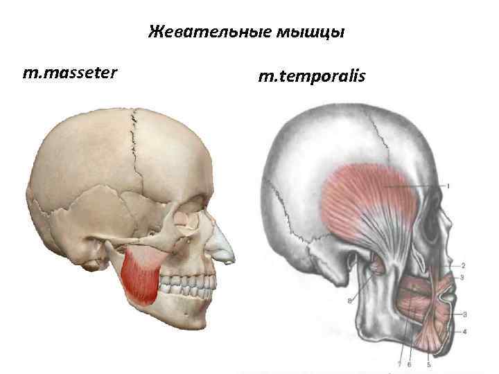 Жевательные мышцы m. masseter m. temporalis 