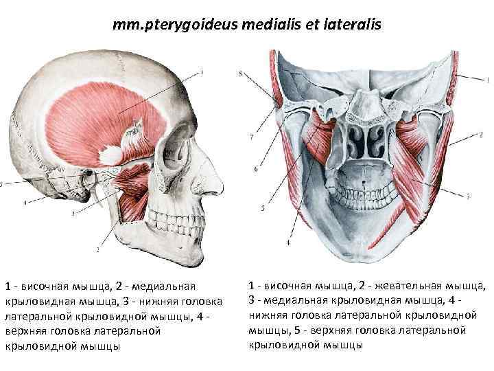 mm. pterygoideus medialis et lateralis 1 - височная мышца, 2 - медиальная крыловидная мышца,