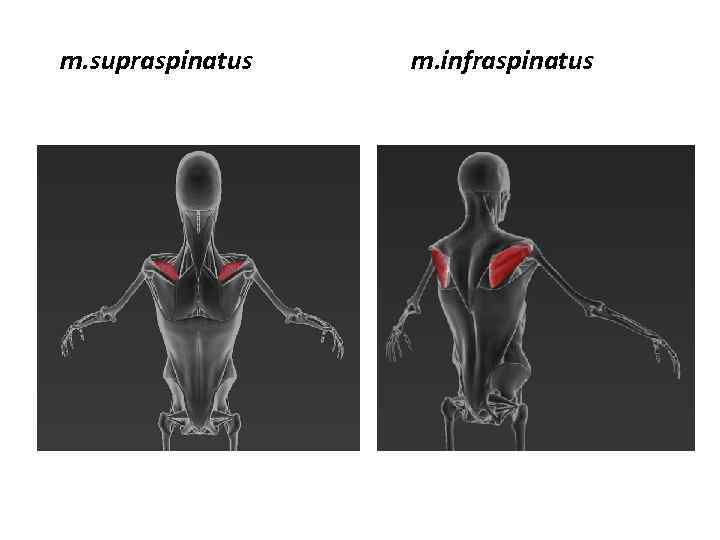 m. supraspinatus m. infraspinatus 