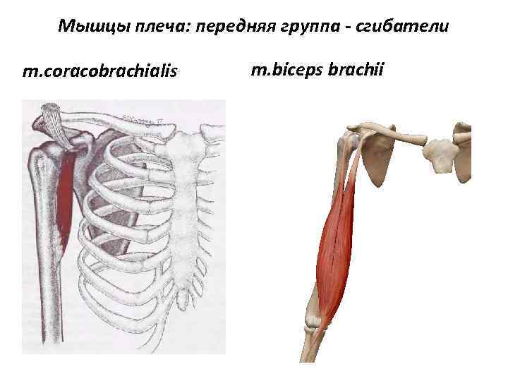 Мышцы плеча: передняя группа - сгибатели m. coracobrachialis m. biceps brachii 