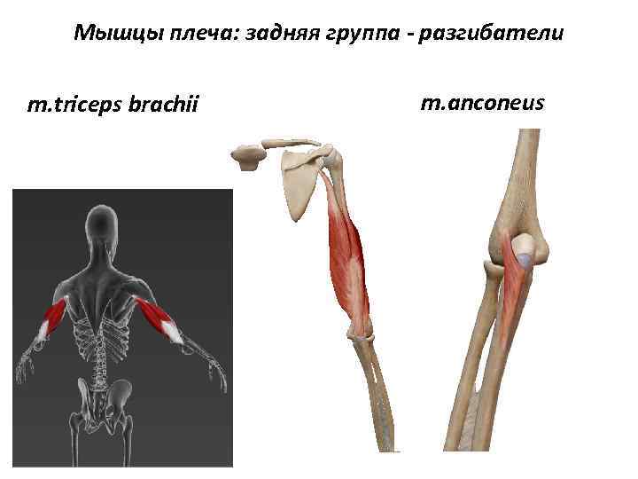 Мышцы плеча: задняя группа - разгибатели m. triceps brachii m. anconeus 