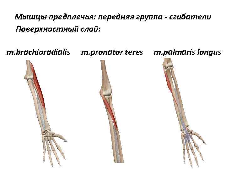 Мышцы предплечья: передняя группа - сгибатели Поверхностный слой: m. brachioradialis m. pronator teres m.