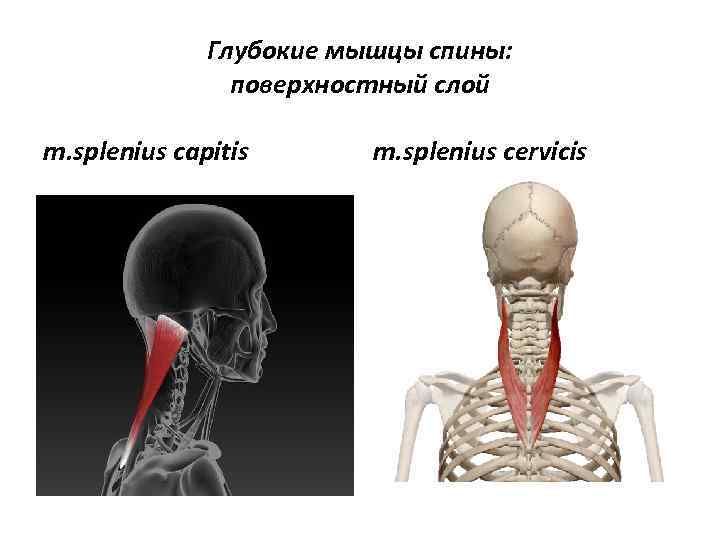 Глубокие мышцы спины: поверхностный слой m. splenius capitis m. splenius cervicis 