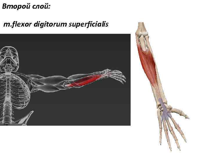 Второй слой: m. flexor digitorum superficialis 