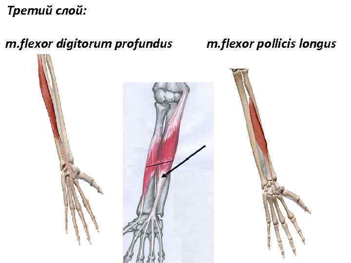 Третий слой: m. flexor digitorum profundus m. flexor pollicis longus 