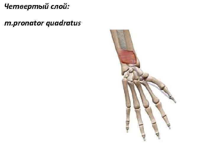 Четвертый слой: m. pronator quadratus 