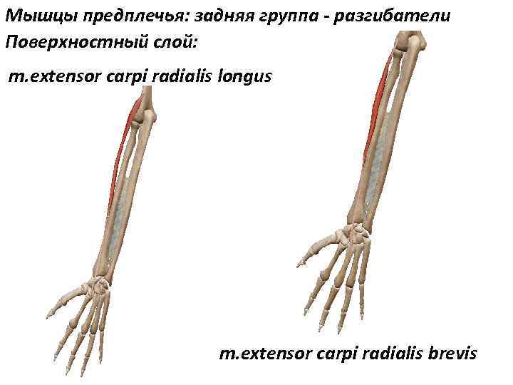 Мышцы предплечья: задняя группа - разгибатели Поверхностный слой: m. extensor carpi radialis longus m.