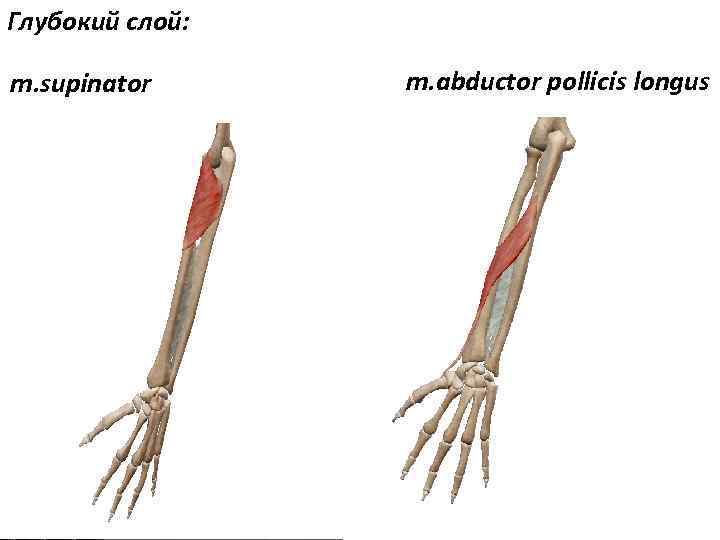 Глубокий слой: m. supinator m. abductor pollicis longus 