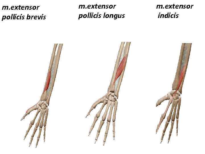 m. extensor pollicis brevis m. extensor pollicis longus m. extensor indicis 