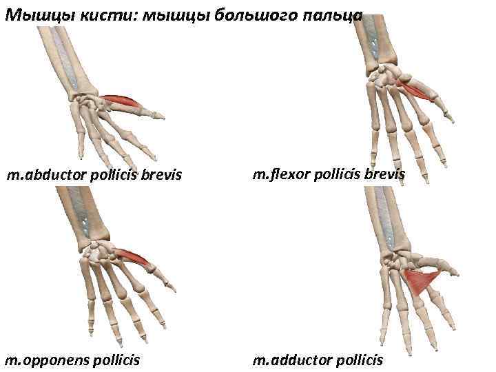 Мышцы кисти: мышцы большого пальца m. abductor pollicis brevis m. flexor pollicis brevis m.