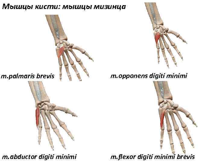 Мышцы кисти: мышцы мизинца m. palmaris brevis m. opponens digiti minimi m. abductor digiti