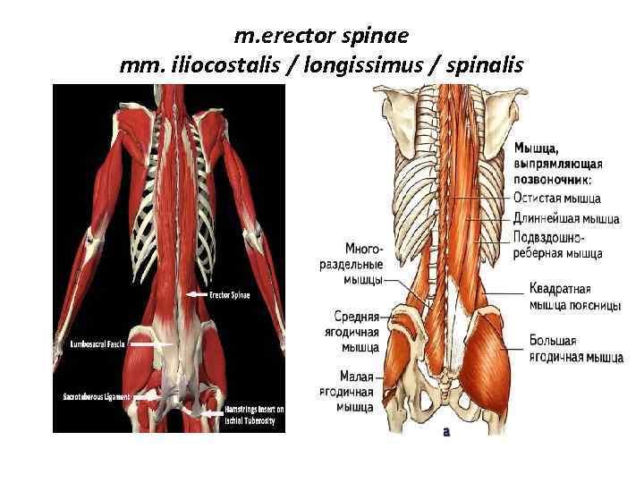 m. erector spinae mm. iliocostalis / longissimus / spinalis 