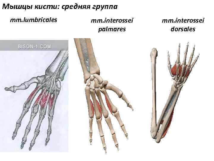 Мышцы кисти: средняя группа mm. lumbricales mm. interossei palmares mm. interossei dorsales 