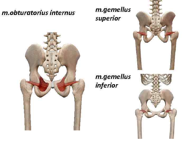 m. obturatorius internus m. gemellus superior m. gemellus inferior 