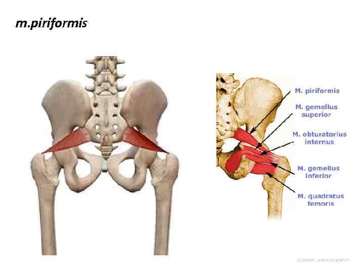 m. piriformis 