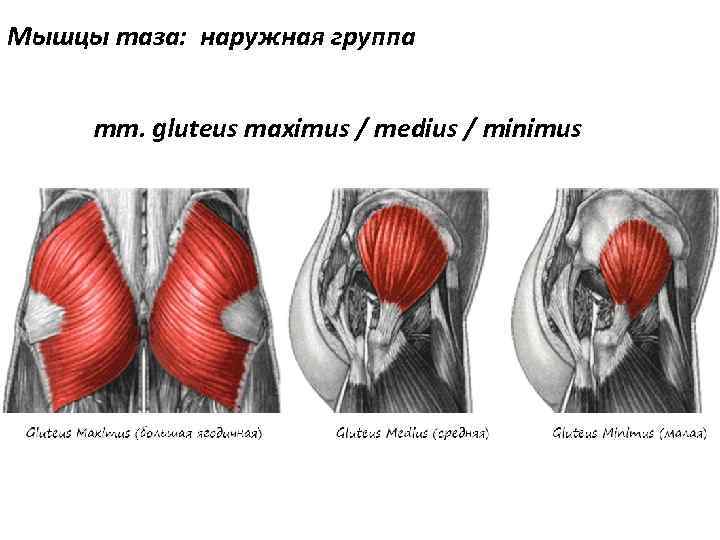 Мышцы таза: наружная группа mm. gluteus maximus / medius / minimus 