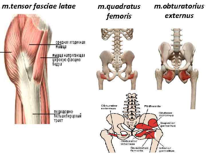 m. tensor fasciae latae m. quadratus femoris m. obturatorius externus 