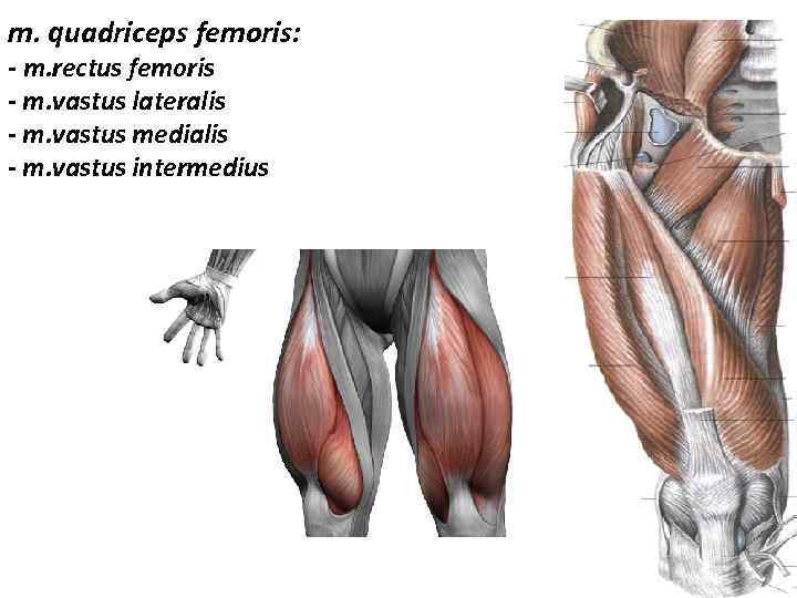 m. quadriceps femoris: - m. rectus femoris - m. vastus lateralis - m. vastus