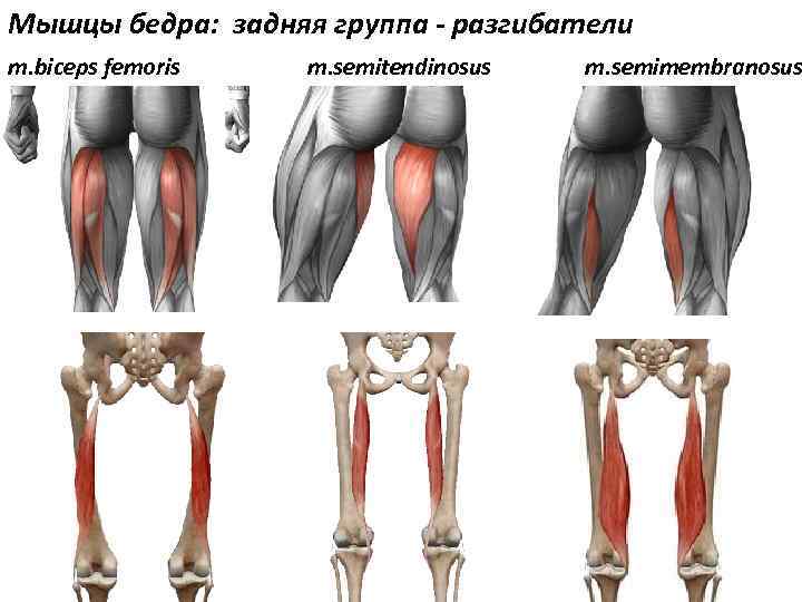 Мышцы бедра: задняя группа - разгибатели m. biceps femoris m. semitendinosus m. semimembranosus 