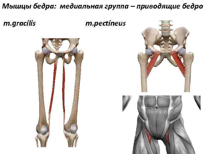 Мышцы бедра: медиальная группа – приводящие бедро m. gracilis m. pectineus 