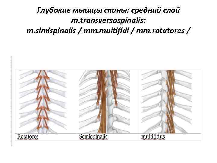 Глубокие мышцы спины: средний слой m. transversospinalis: m. simispinalis / mm. multifidi / mm.