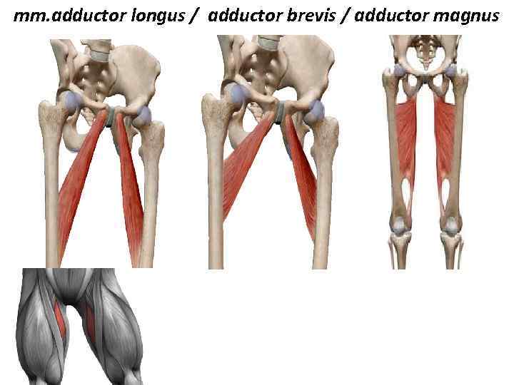 mm. adductor longus / adductor brevis / adductor magnus 