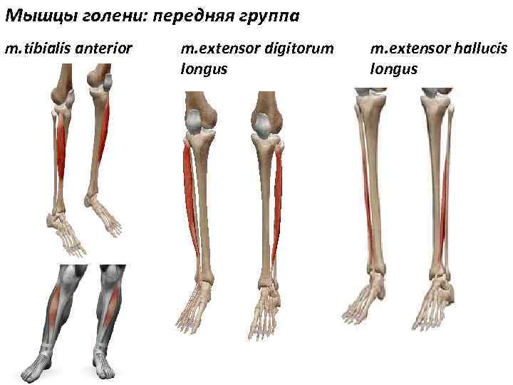 Мышцы голени: передняя группа m. tibialis anterior m. extensor digitorum longus m. extensor hallucis