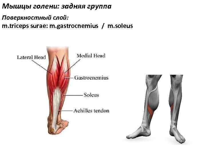 Мышцы голени: задняя группа Поверхностный слой: m. triceps surae: m. gastrocnemius / m. soleus