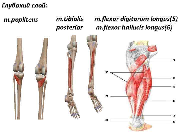 Глубокий слой: m. popliteus m. tibialis posterior m. flexor digitorum longus(5) m. flexor hallucis