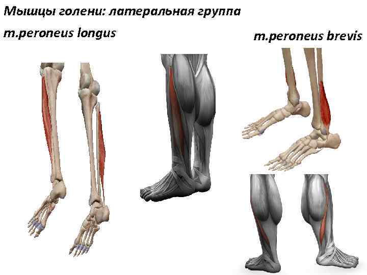 Мышцы голени: латеральная группа m. peroneus longus m. peroneus brevis 