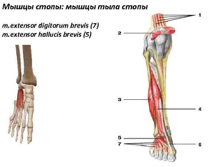 Мышцы стопы: мышцы тыла стопы m. extensor digitorum brevis (7) m. extensor hallucis brevis