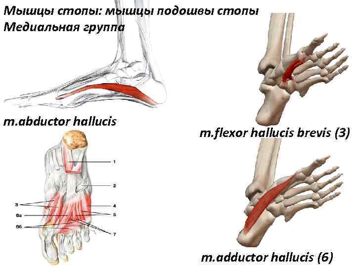 Мышцы стопы: мышцы подошвы стопы Медиальная группа m. abductor hallucis m. flexor hallucis brevis