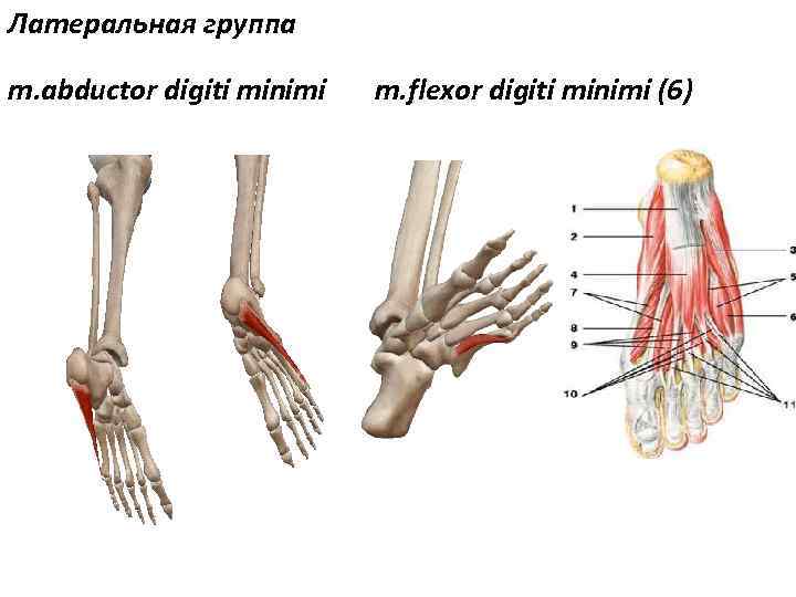 Латеральная группа m. abductor digiti minimi m. flexor digiti minimi (6) 