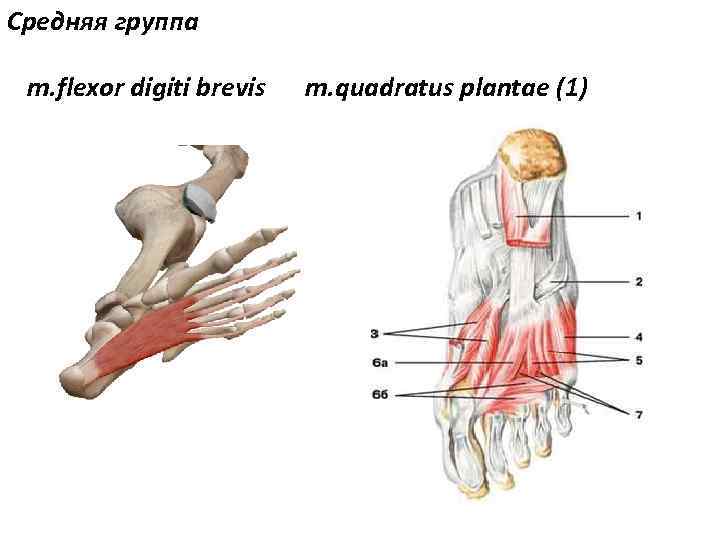 Средняя группа m. flexor digiti brevis m. quadratus plantae (1) 