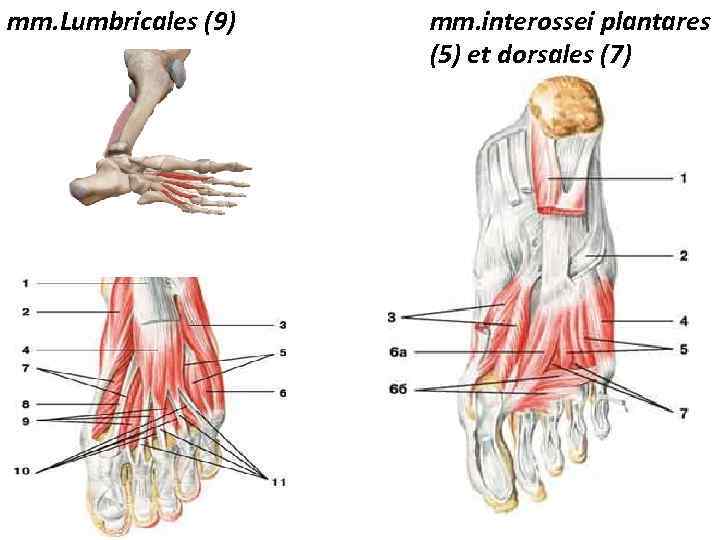 mm. Lumbricales (9) mm. interossei plantares (5) et dorsales (7) 