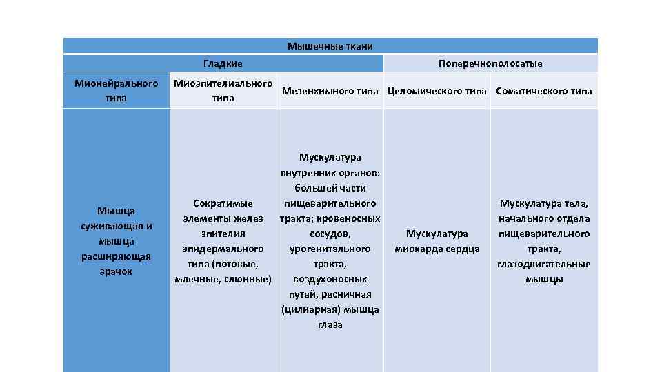 Мышечные ткани Гладкие Мионейрального типа Мышца суживающая и мышца расширяющая зрачок Поперечнополосатые Миоэпителиального Мезенхимного