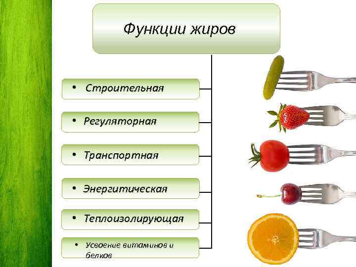 Функции жиров • Строительная • Регуляторная • Транспортная • Энергитическая • Теплоизолирующая • Усвоение