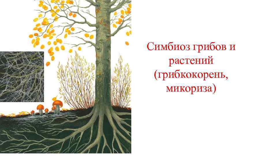 В чем проявляется симбиоз гриба. Что то прикольное вайбвое в симбиоз с русской реальностью.