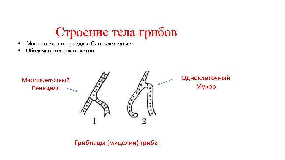 Строение тела грибов • Многоклеточные, редко- Одноклеточные • Оболочки содержат- хитин Одноклеточный Мукор Многоклеточный