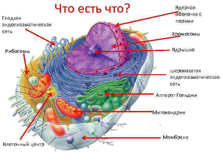 Какой органоид изображен на рисунке митохондрия комплекс гольджи