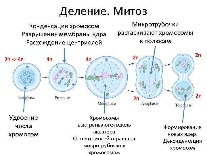 Деление. Митоз Конденсация хромосом Разрушения мембраны ядра Расхождение центриолей Микротрубочки растаскивают хромосомы к полюсам