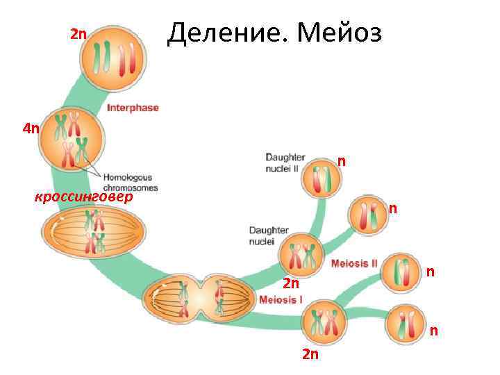 2 n Деление. Мейоз 4 n n кроссинговер n n 2 n 